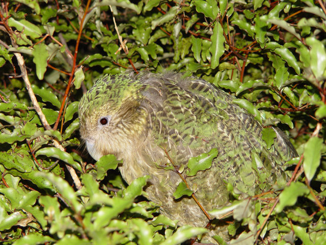 O Kakapo, espcie em perigo crtico de extino