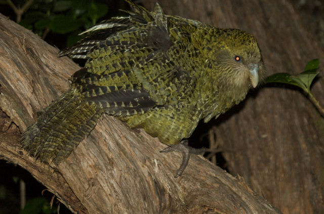 O Kakapo, espcie em perigo crtico de extino