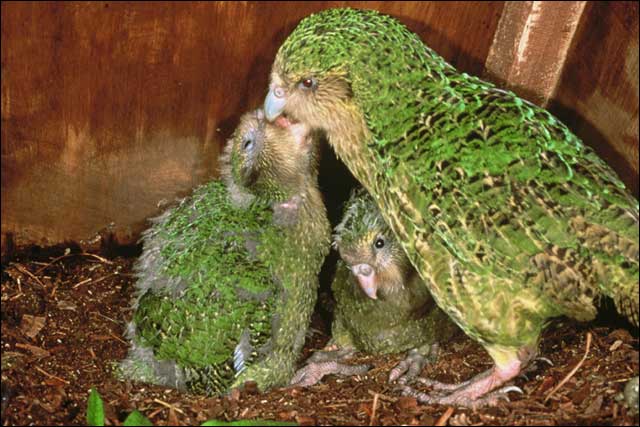 O Kakapo, espcie em perigo crtico de extino