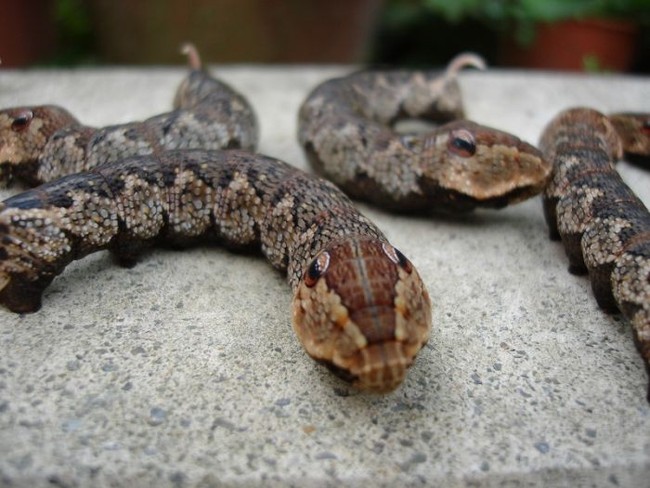 Animais fantsticos: a lagarta-serpente e a lagarta-caracol