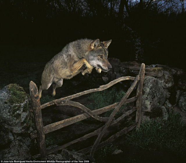 Fotografia do lobo ibrico selvagem  montagem