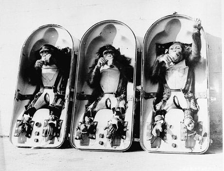 Macacos astronautas
