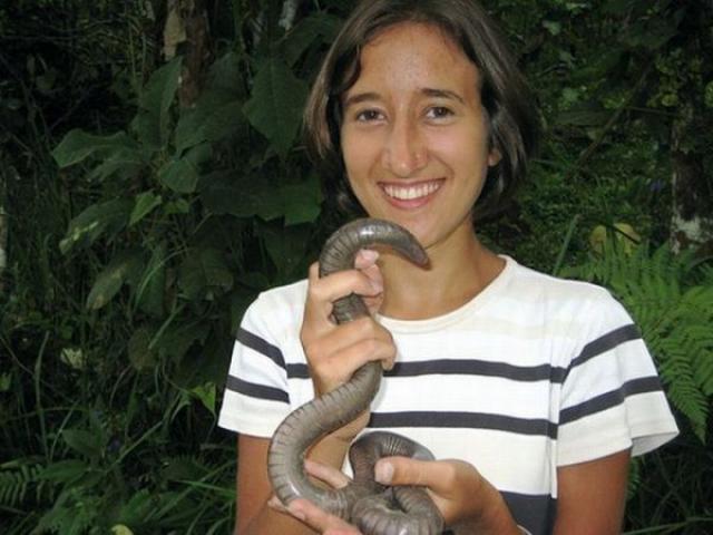 Super minhocas gigantes do Equador