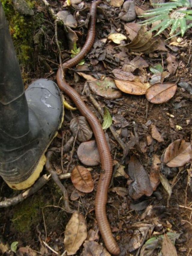 Super minhocas gigantes do Equador