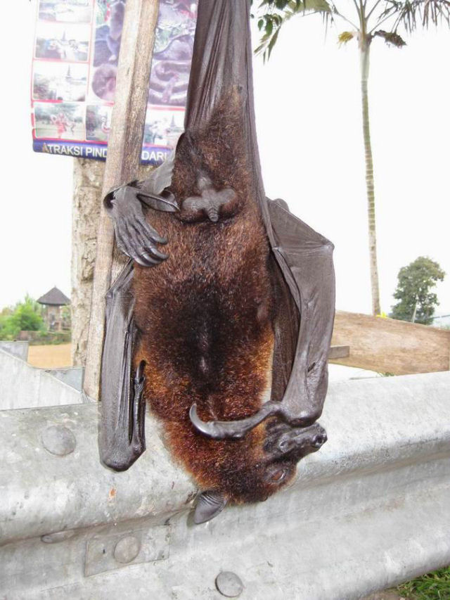 Super morcego
