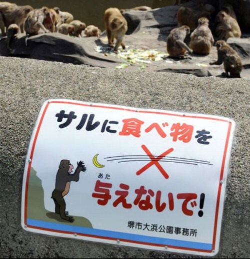 No alimente os macacos