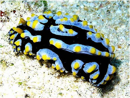 Nudibrnquios