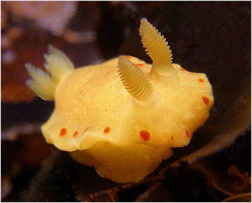 Nudibrnquios