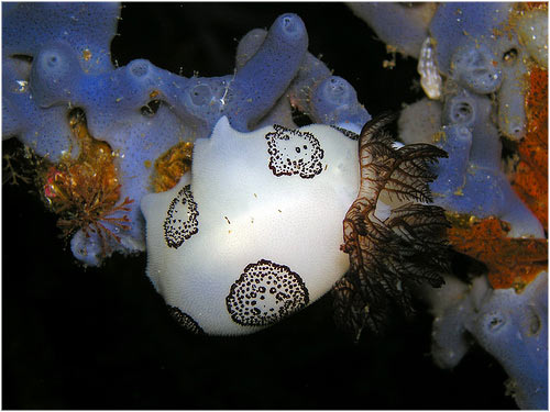 Nudibrnquios