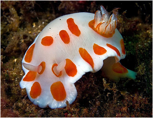 Nudibrnquios