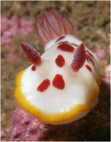 Nudibrnquios