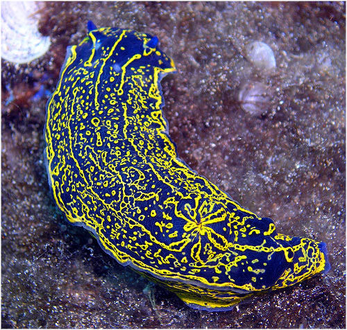 Nudibrnquios