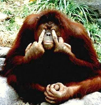 Veterinria denuncia abusos sexuais contra orangotangos na sia