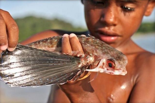 Exocetdeo, o peixe-voador