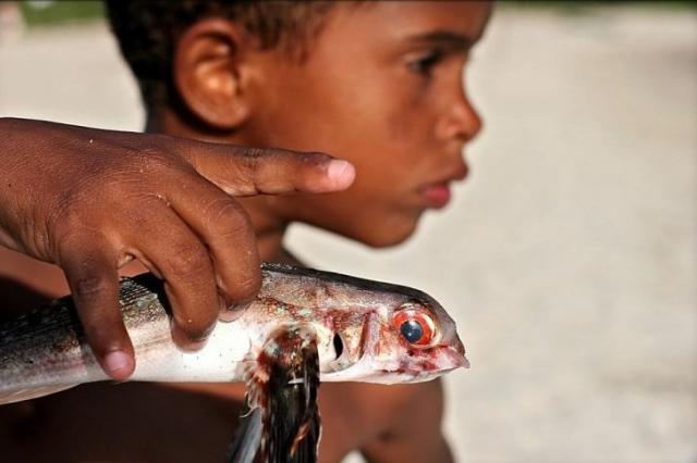 Exocetdeo, o peixe-voador