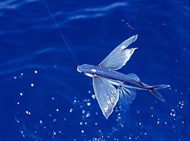 Exocetdeo, o peixe-voador
