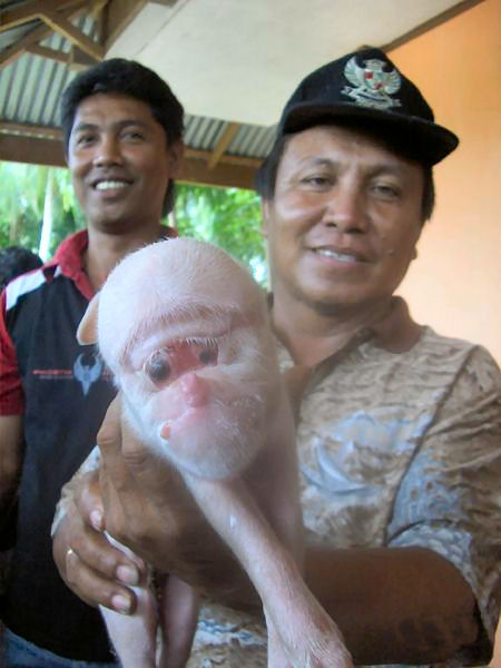 É um porco ou um filho de um ET?