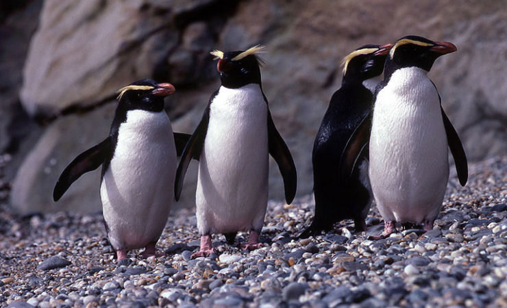 Pinguim de Fiordland