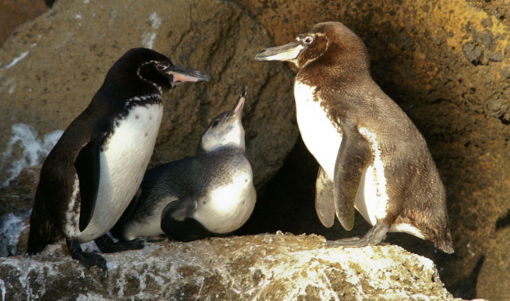 Pinguim de Galápagos