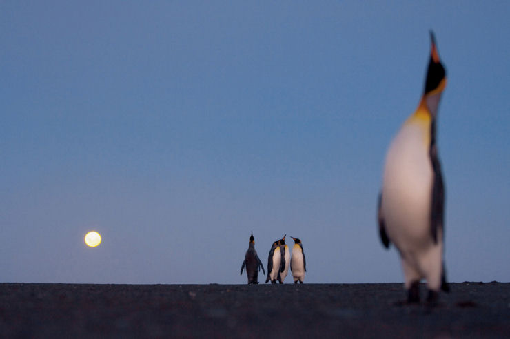 Visite as Ilhas Crozet, 100 mil pinguins no podem estar errados