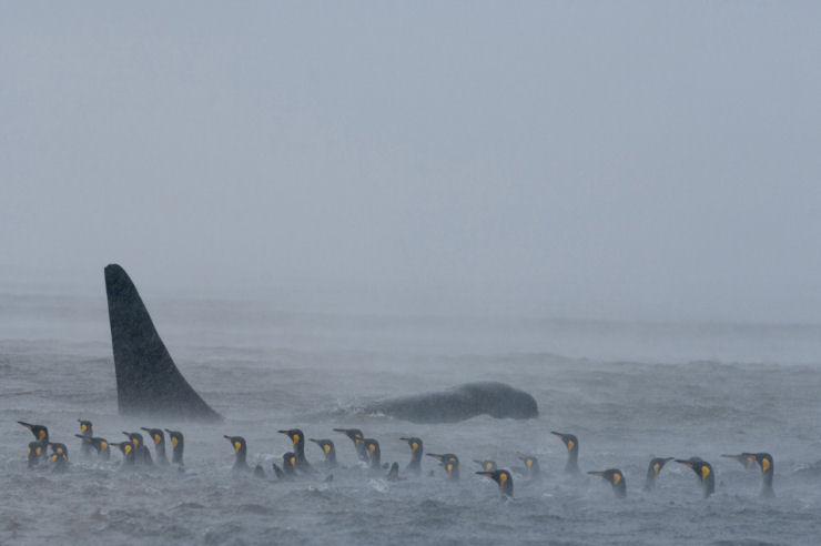 Visite as Ilhas Crozet, 100 mil pinguins no podem estar errados