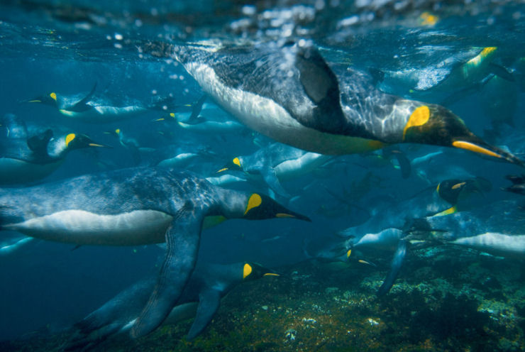 Visite as Ilhas Crozet, 100 mil pinguins no podem estar errados