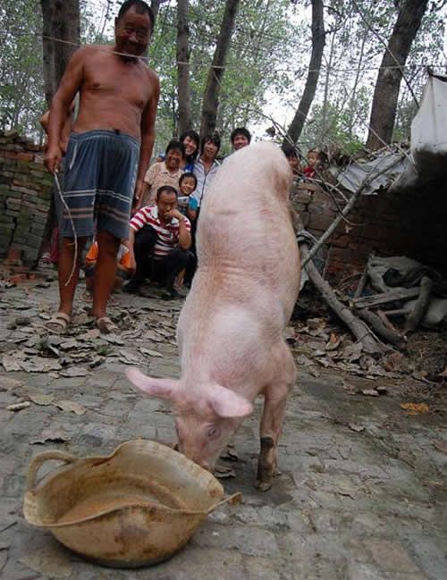 Porco aprende caminhar em duas patas