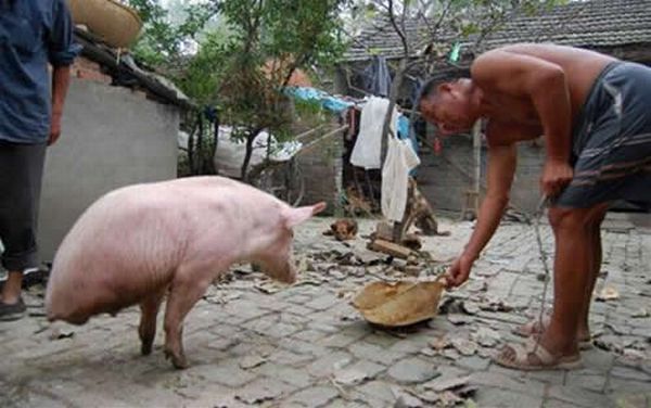 Porco aprende caminhar em duas patas