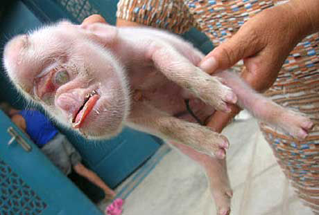 Novas fotografias do porco com cara de macaco