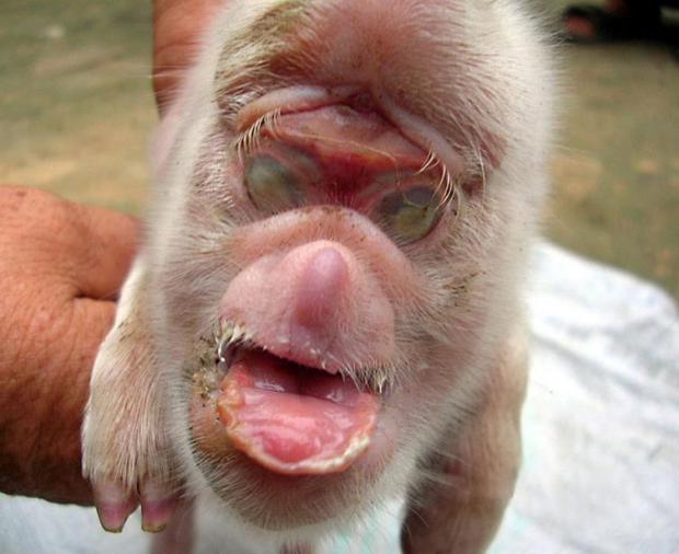 Novas fotografias do porco com cara de macaco