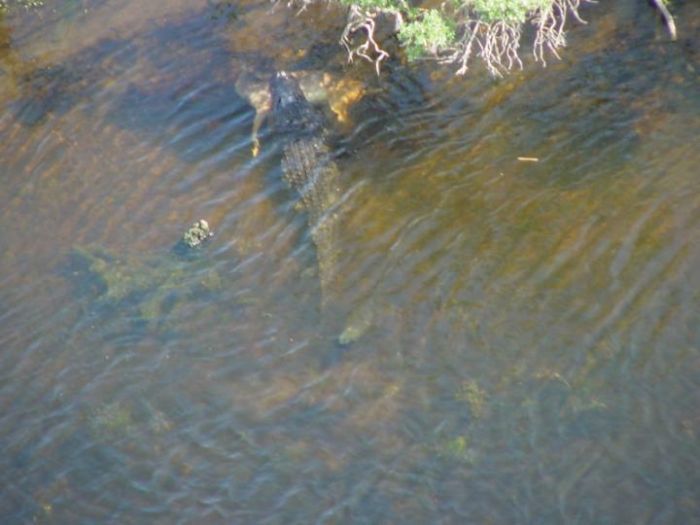 O verdadeiro monstro do lago