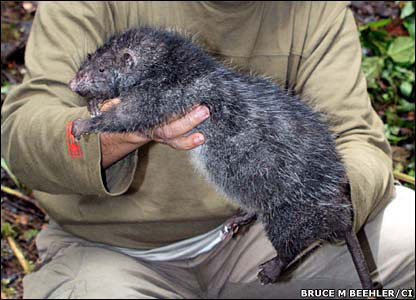 Encontram uma nova espcie de rato gigante em um vulco de Papua Nova Guin