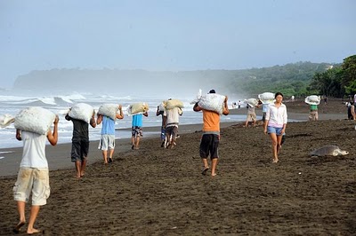 Saque ao ninho de tartarugas