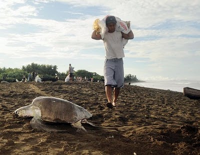 Saque ao ninho de tartarugas