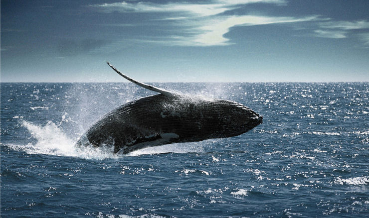 Singularidades extraordinrias de animais extraordinrios: a baleia