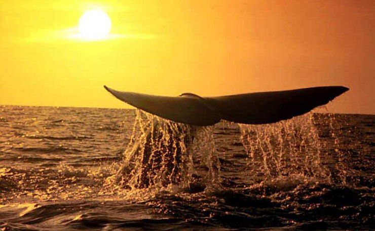 Singularidades extraordinrias de animais extraordinrios: a baleia