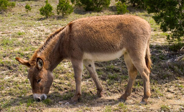 Singularidades do burro