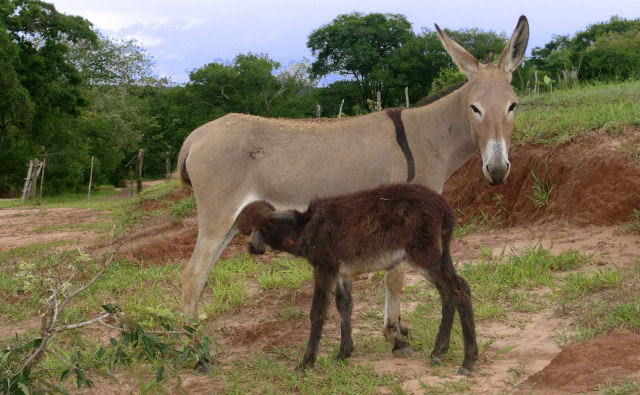 Singularidades do burro