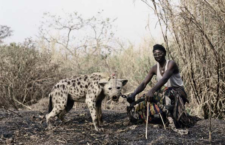 Singularidades extraordinrias de animais ordinrios: a hiena