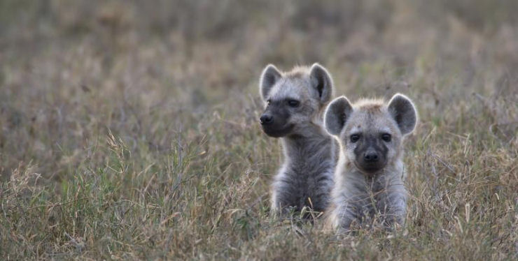 Singularidades extraordinárias de animais ordinários: a hiena