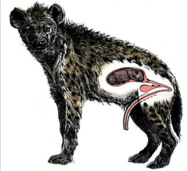 Singularidades extraordinrias de animais ordinrios: a hiena