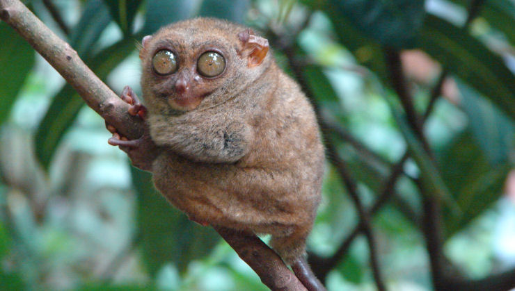 Tarsius syrichta