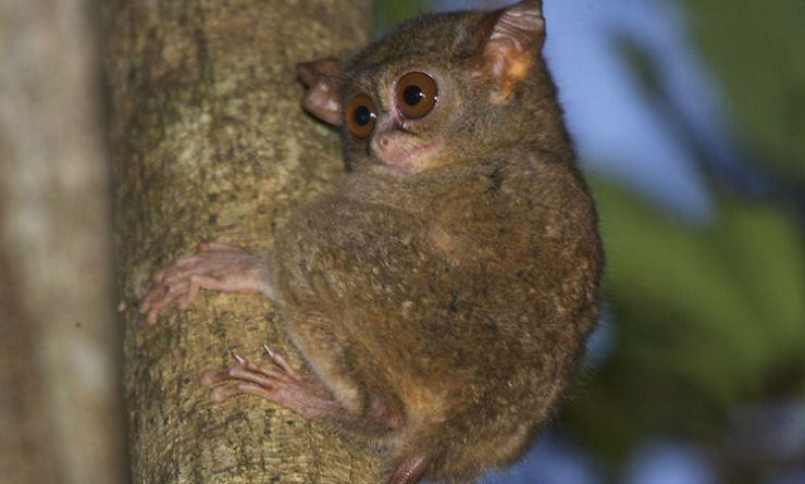 Tarsius syrichta