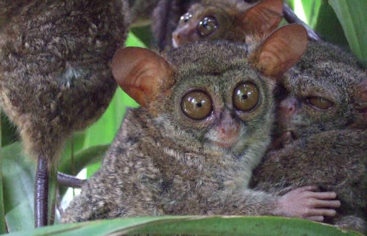 Tarsius syrichta_0