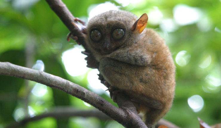 Tarsius syrichta_0