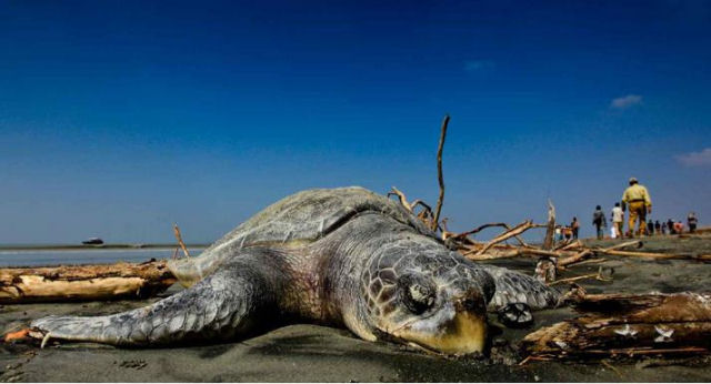 Tartaruga morta na praia de Sudarbans