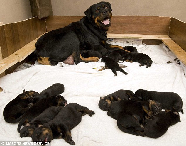 Uma cadela rottweiler d a luz 18 filhotes.