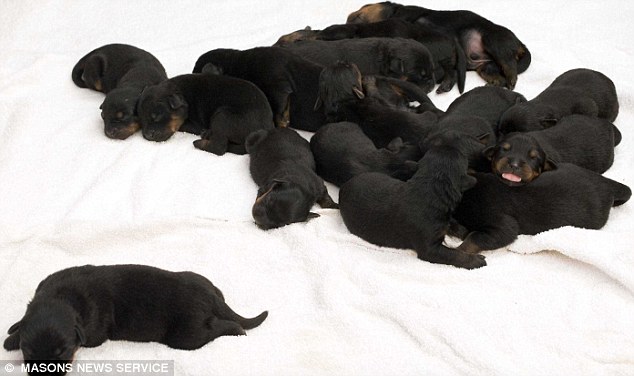 Uma cadela rottweiler dá a luz 18 filhotes.