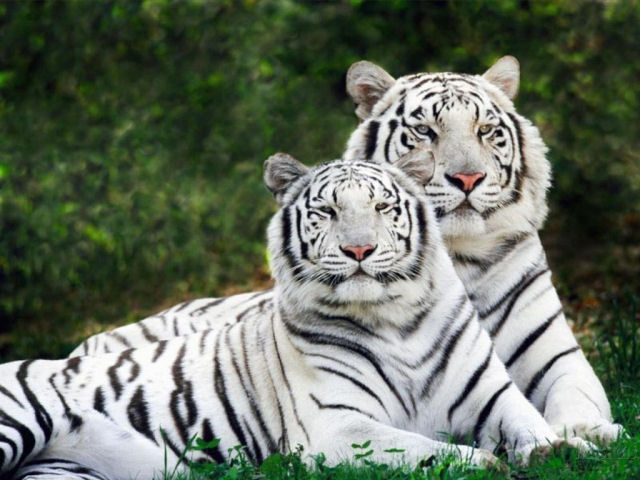 Tigres com medo de galinhas