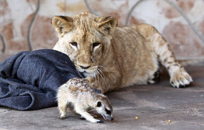 Timo e Simba da vida real